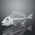 Detailed White Fish Skeleton On Dark Background With Clear Reflection 3d model