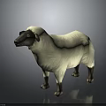 White Wool Sheep With Black Head And Legs Standing Against Gray Background