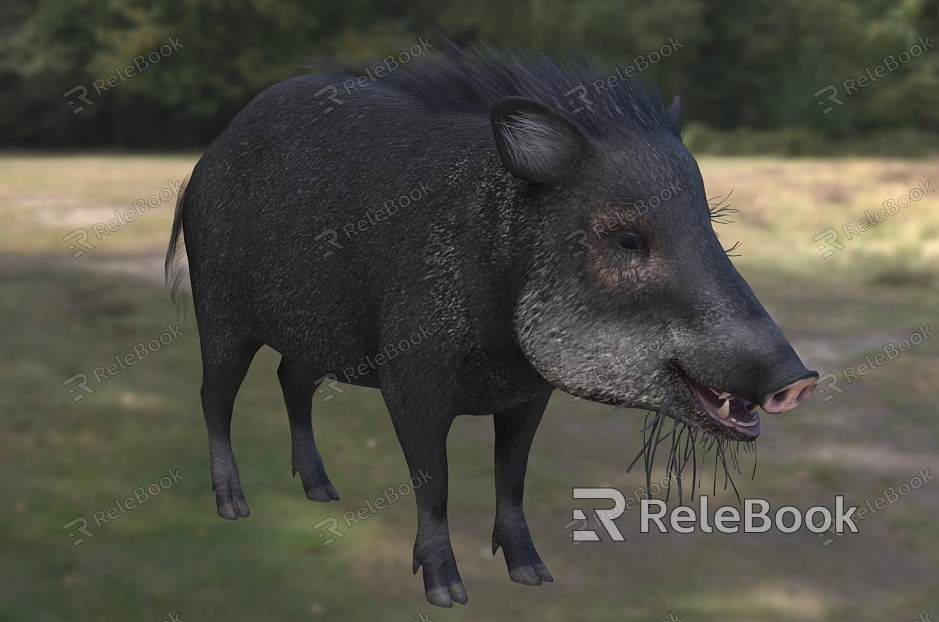 white lip west peccaria wild boar wildlife creature model