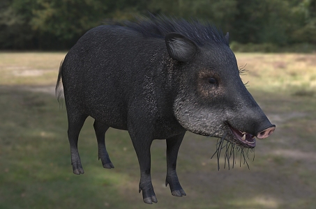 white lip west peccaria wild boar wildlife creature 3d model