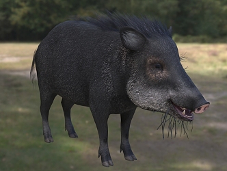 white lip west peccaria wild boar wildlife creature 3d model