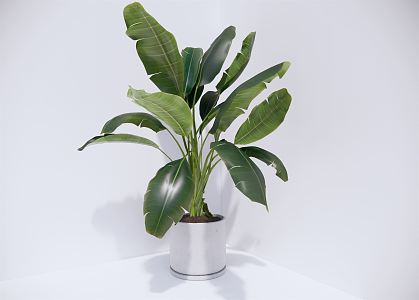 Modern potted plant, green plant, plantain 3d model