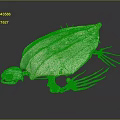 Modern Bone Tortoise Skeleton Tortoise Bone Tortoise Fossil Turtle 3d model