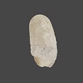 Detailed Natural Ivory Seashell With Textured Surface On Gray Background