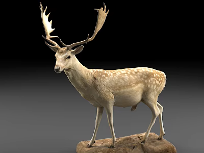 Reptile Iguana With Spiny Scales Basking On Warm Rock In Desert Habitat 3d model