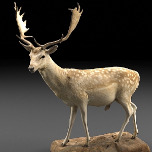 animal deer elk antlers 3d model