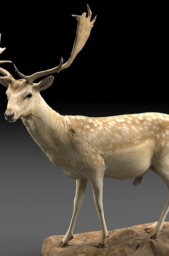 animal deer elk antlers 3d model