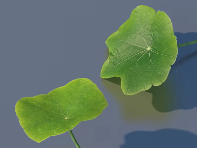 Vibrant Green Heart Shaped Lotus Leaves With Visible Veins On Gray Water Surface 3d model