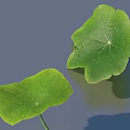 Vibrant Green Heart Shaped Lotus Leaves With Visible Veins On Gray Water Surface