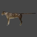Realistic 3D Cheetah Model With Spotted Fur And Standing Posture 3d model