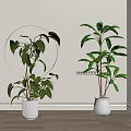 Indoor Potted Plants With Large Green Leaves In White Decorative Pots On Wooden Floor