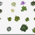 Various Colorful Plant Species Displayed With Green Yellow Purple Hues In Arranged Collection