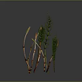 Multiple Green Plants With Slender Stems And Brown Buds On Dark Background