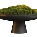 Decorative Bonsai Plant Pot with Moss and Leafy Green Plants on Textured Black Brown Pedestals