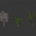 Three Different Trees With Thin Branches Dense Foliage And Leafy Canopies