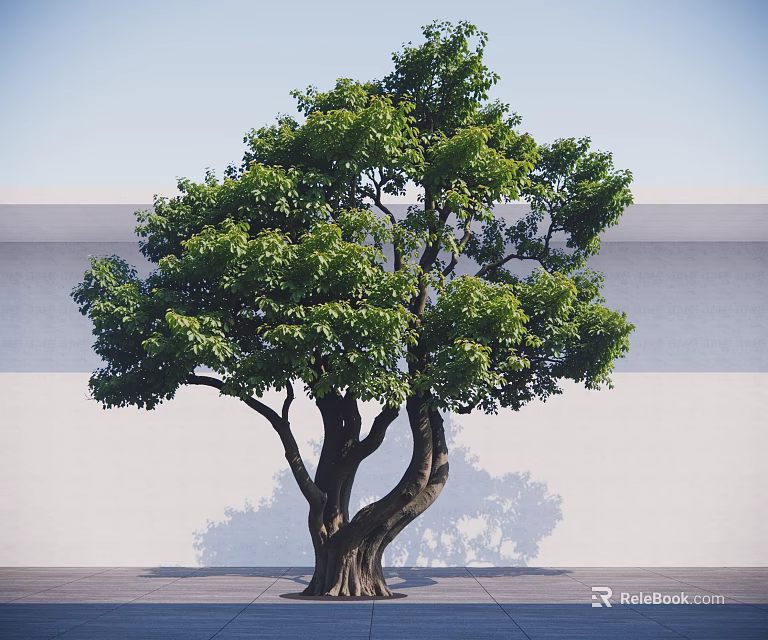 Lush Arbor with Thick Trunk and Green Foliage Against White Wall and Gray Ground 3d model 