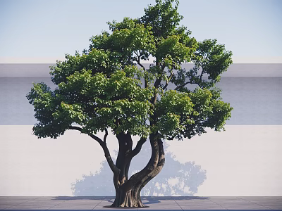Lush Arbor with Thick Trunk and Green Foliage Against White Wall and Gray Ground 3d model