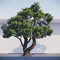 Lush Arbor with Thick Trunk and Green Foliage Against White Wall and Gray Ground