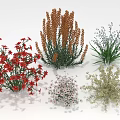Various Red Blue White And Beige Flowering Plants With Spike Blooms And Green Leaves