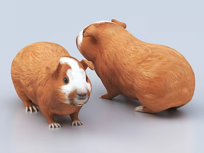Two Brown And White Guinea Pigs Looking At Each Other On Plain Gray Background 3d model