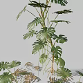 Indoor Monstera Plant with Large Split and Perforated Leaves and Lush Green Foliage