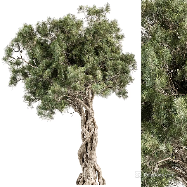 Natural Garden Arbor With Twisted Trunk Green Pine Needles And Lush Foliage 3d model 