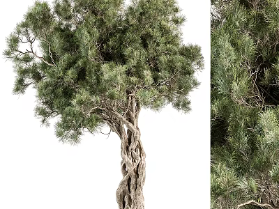 Natural Garden Arbor With Twisted Trunk Green Pine Needles And Lush Foliage 3d model