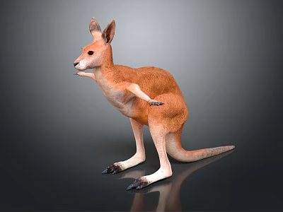 Realistic Kangaroo 3D Render With Standing Posture And Detailed Features 3d model
