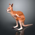 Realistic Kangaroo 3D Render With Standing Posture And Detailed Features 3d model