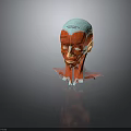 Human Head Anatomical Model Displaying Facial Organs Muscle Layers And Hair Growth Areas