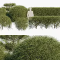 Various Shaped Evergreen Shrubs For Garden Landscaping And Decoration
