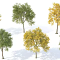 Various Arbor Trees With Green And Yellow Foliage In Natural Scenery
