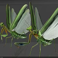 Two Vibrant Green Reptiles With Extended Wing Membranes And Detailed Body Patterns