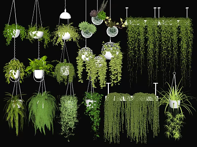 Beautiful Hanging Basket Plants With Green Trailing Foliage For Home Decoration 3d model
