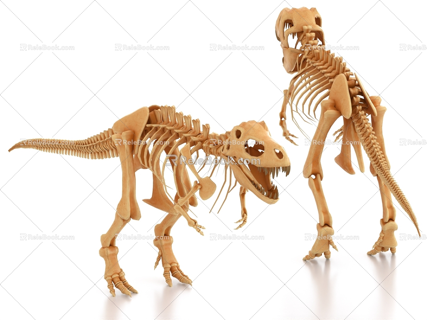 dinosaur fossil dinosaur bone dinosaur skeleton model