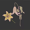 Yellow Lily Flower and Wilted Plant with Green Leaves on White Surface