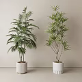 Indoor Potted Palm and Bamboo Plants in White Planters Against Light Wall