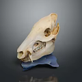 Detailed Animal Skull Anatomy With Visible Teeth And Bone Structure On Blue Stand