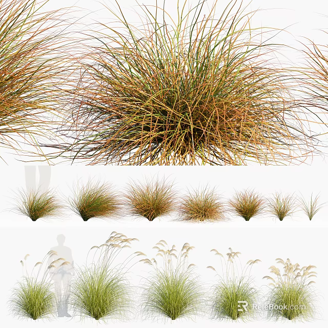 Various Ornamental Grasses With Different Heights And Green Brown Foliage For Garden Landscaping 3d model 