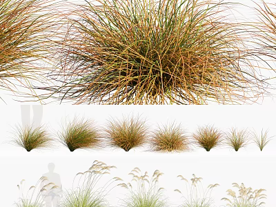 Various Ornamental Grasses With Different Heights And Green Brown Foliage For Garden Landscaping 3d model