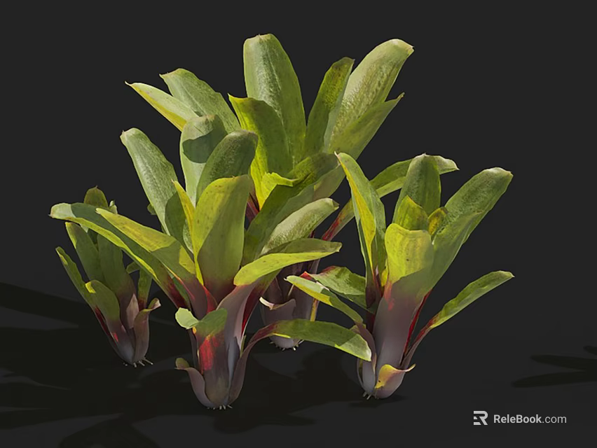 Multiple Lush Plants With Green And Red Leaves On Black Background 3d model 
