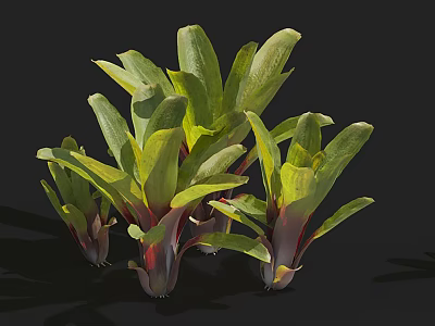 Multiple Lush Plants With Green And Red Leaves On Black Background 3d model