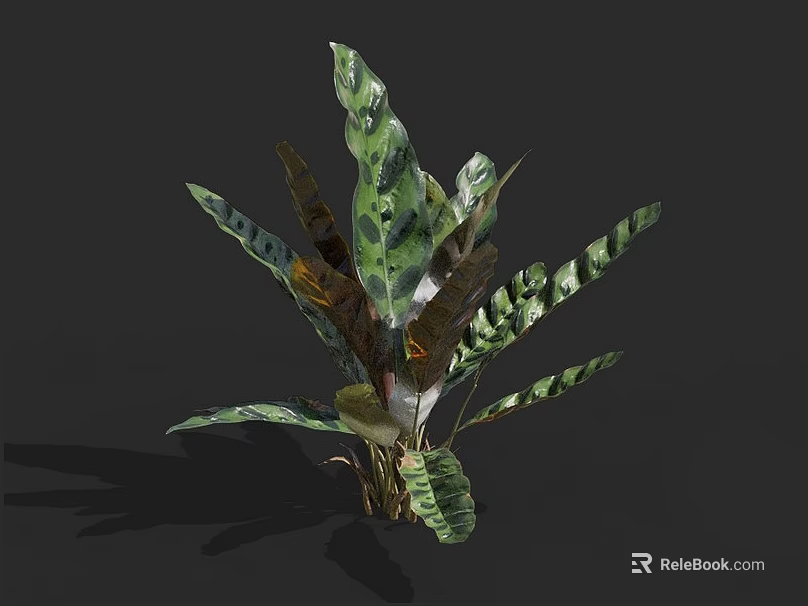 Tropical Houseplant With Variegated Green And Brown Large Leaves For Indoor Decor 3d model 