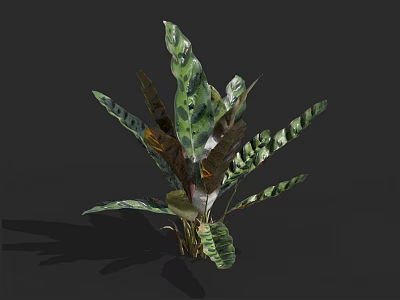 Tropical Houseplant With Variegated Green And Brown Large Leaves For Indoor Decor 3d model