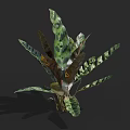 Tropical Houseplant With Variegated Green And Brown Large Leaves For Indoor Decor