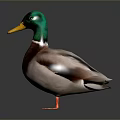 Colorful Duck With Green Head Yellow Beak And Orange Feet On Gray Background