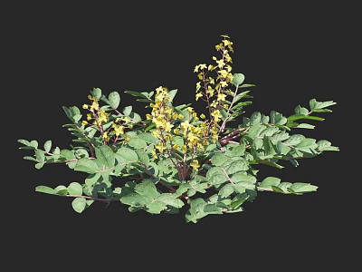 Vibrant Plant With Green Leaves And Small Yellow Flowers On Black Background 3d model