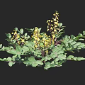 Vibrant Plant With Green Leaves And Small Yellow Flowers On Black Background