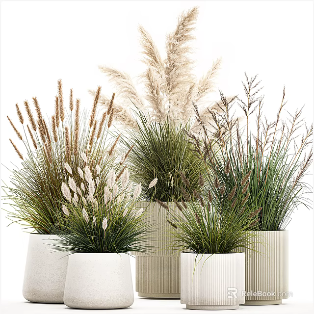 Various Decorative Grass Potted Plants In White Ceramic Pots For Home Decor 3d model