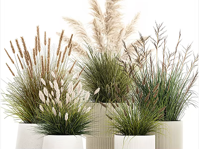 Various Decorative Grass Potted Plants In White Ceramic Pots For Home Decor 3d model